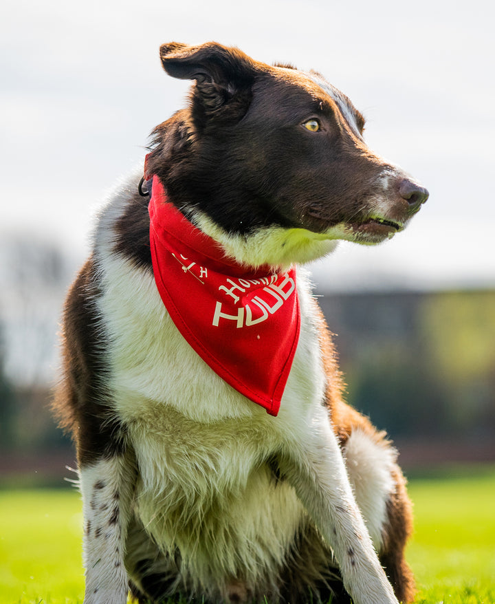 Pet Bandana - Hounds Of HUUB