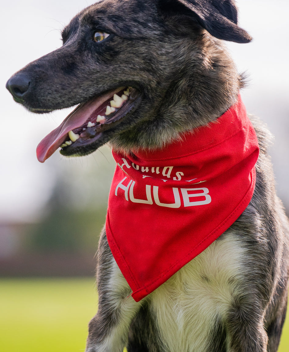 Pet Bandana - Hounds Of HUUB