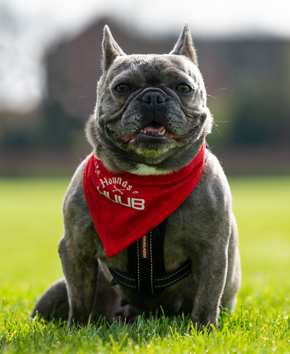 Pet Bandana - Hounds Of HUUB