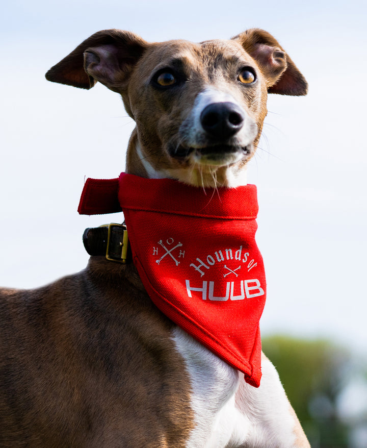 Pet Bandana - Hounds Of HUUB