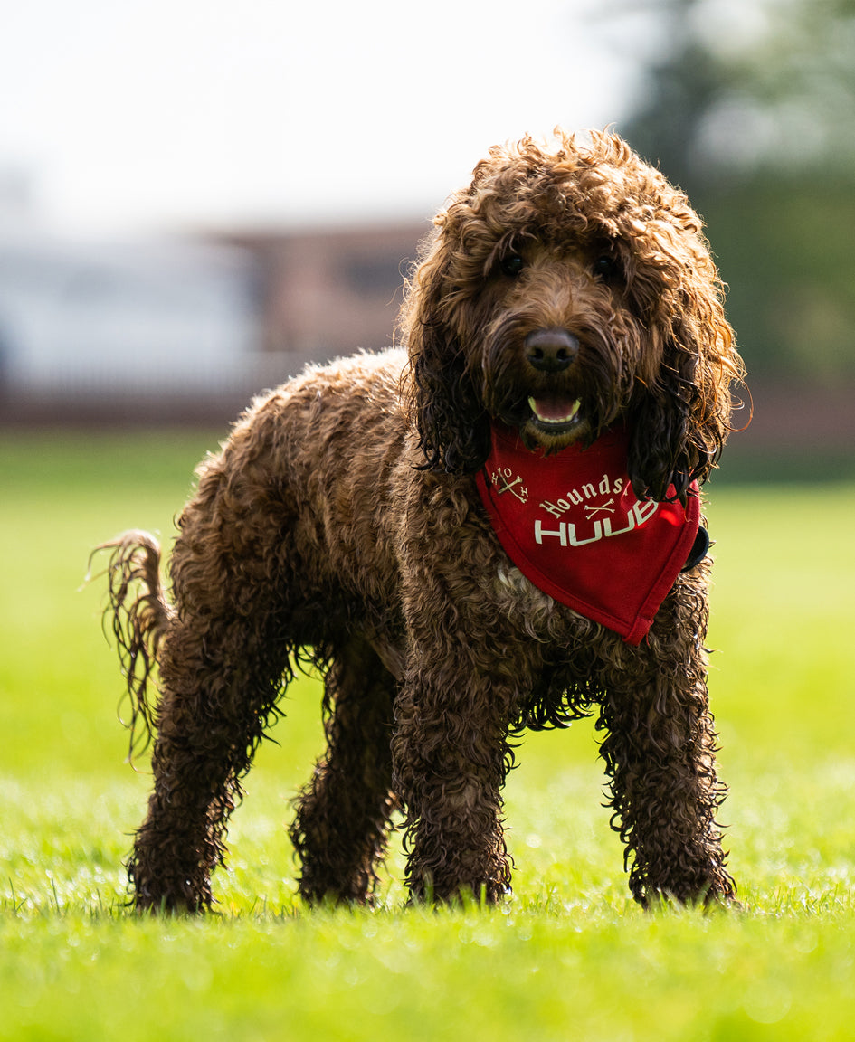 Pet Bandana - Hounds Of HUUB