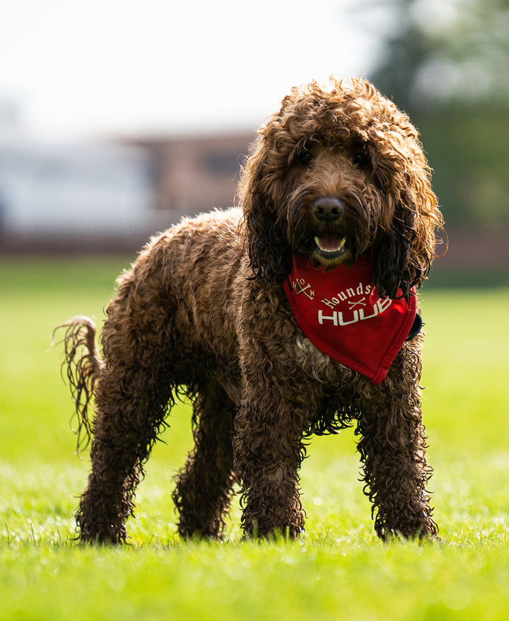 Pet Bandana - Hounds Of HUUB